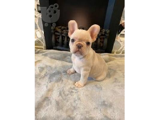 PoulaTo: French bulldog